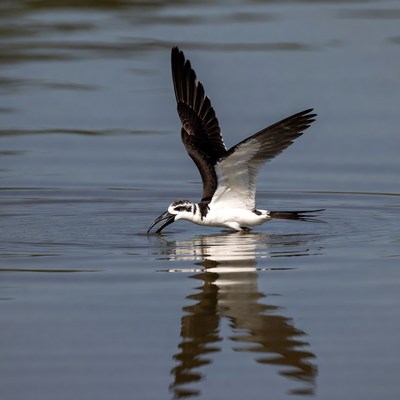 Black-winged Stilt foraging in water