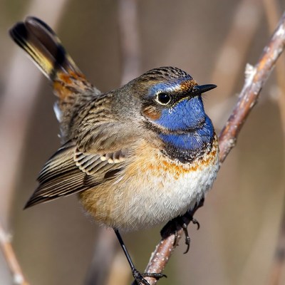 Blue-throated bird on branch