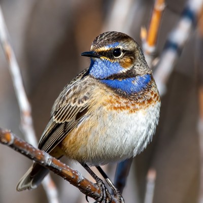 Redstart perched on branch