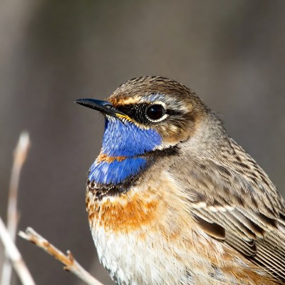 Splendid fairywren with blue throat