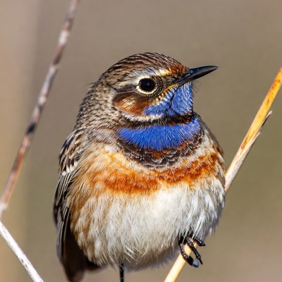 Lazuli Bunting perched on reed