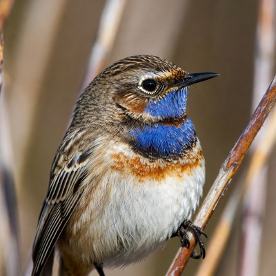 Blue-throated bird on reed