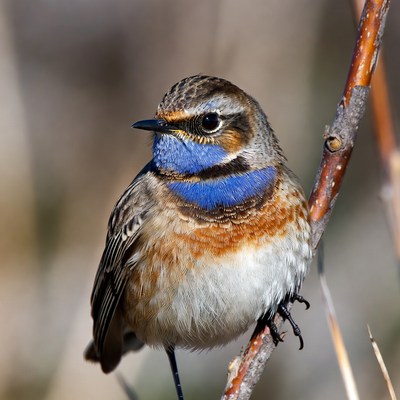 Whinchat bird on branch