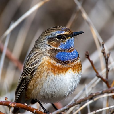 Blue-throated bird on branches