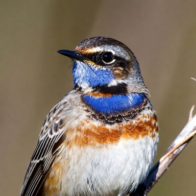 Redstart perched on branch