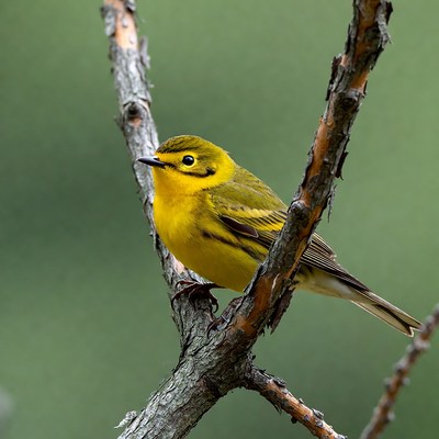 Yellow Warbler on branch
