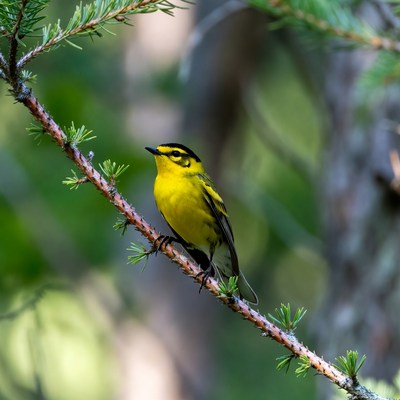 Yellow Warbler on Tree Branch