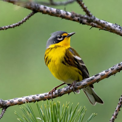 Yellow-rumped Warbler on branch