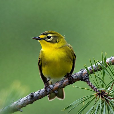 Yellow Warbler on Pine Branch