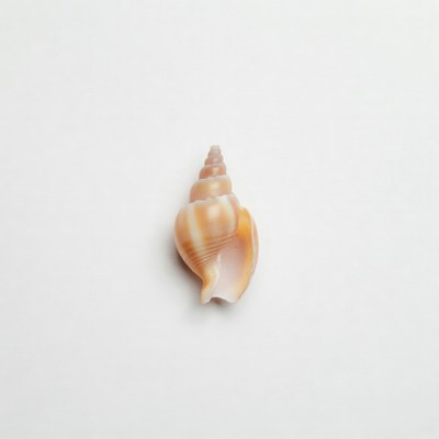 Orange seashell on white background
