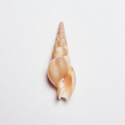 White Spire Seashell on White Background