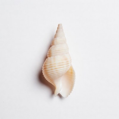 White seashell on isolated background