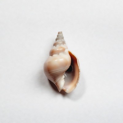 White Background Seashell