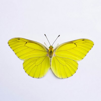 Yellow Butterfly on White Background