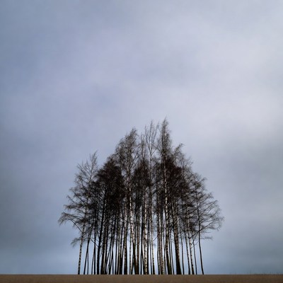 Cluster of bare birch trees