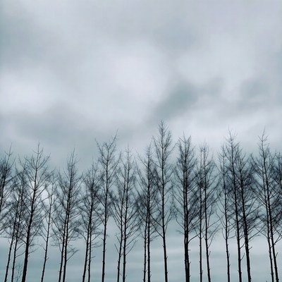 Silhouettes of bare trees under cloudy sky