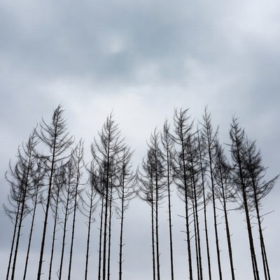 Silhouettes of pine trees against cloudy sky