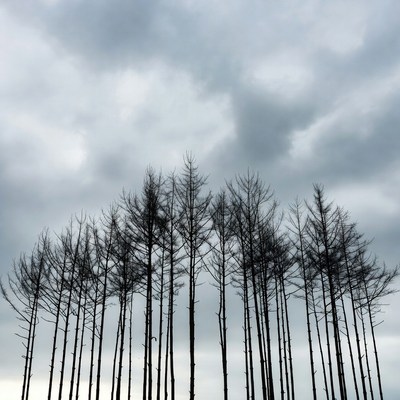 Silhouetted bare trees under cloudy sky