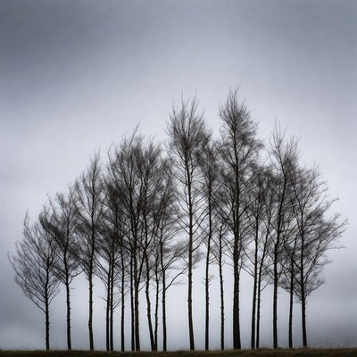 Silhouetted Bare Trees Against Gray Sky
