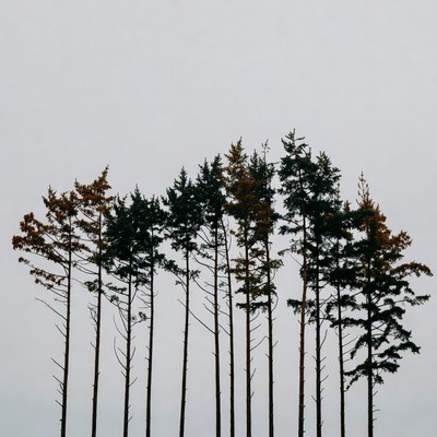 Silhouette of pine trees against sky