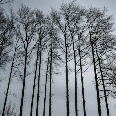 Bare Trees Against Gray Sky