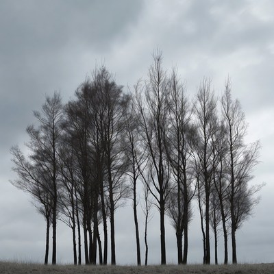 Silhouettes of bare trees under cloudy sky