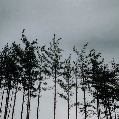 Silhouetted pine trees in windy sky