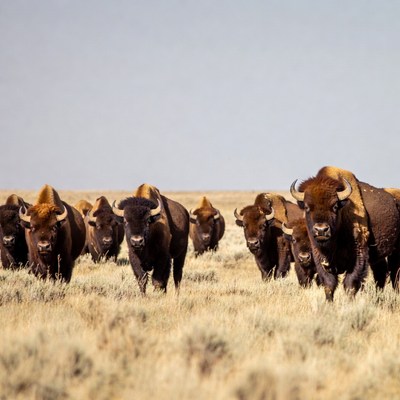 Herd of bison walking in grassland