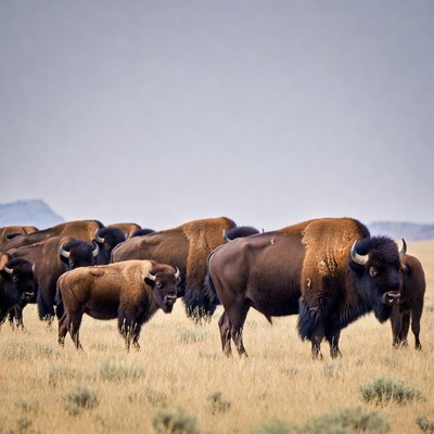 Herd of bison grazing in grassland