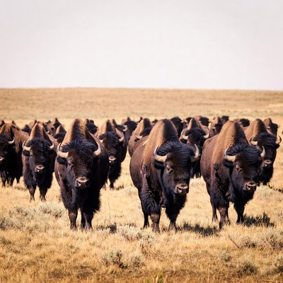 Herd of bison grazing in grassland