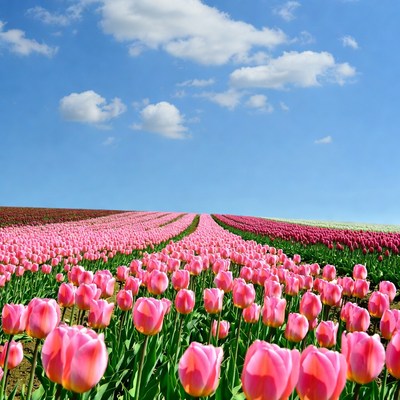Colorful Tulip Fields Under Blue Sky