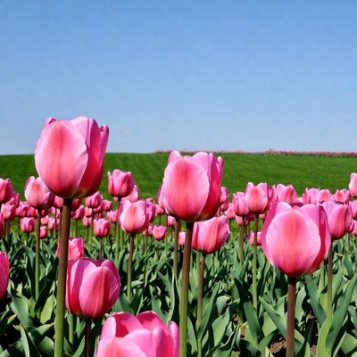Pink Tulip Field Under Blue Sky