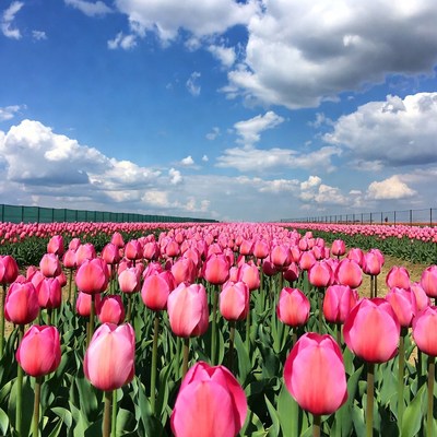 Pink Tulip Field Under Blue Sky
