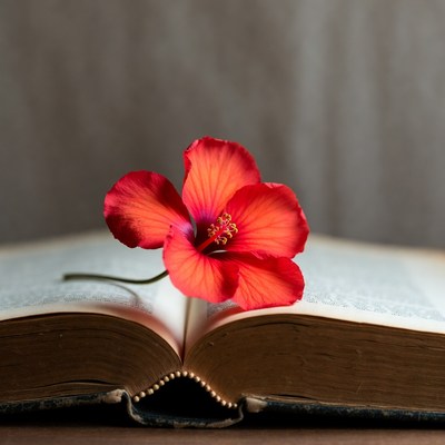Red Hibiscus Flower on Open Book