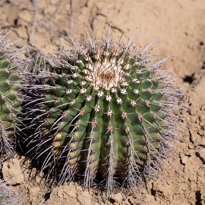 Spiny Barrel Cactus in Desert Sand