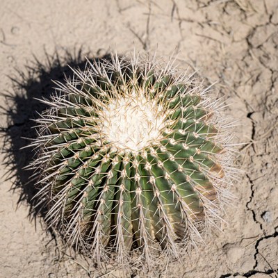 Barrel Cactus in Desert Sand