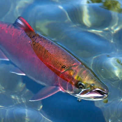 Rainbow Trout Swimming in Clear Water