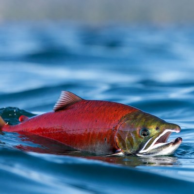 Red salmon swimming in water