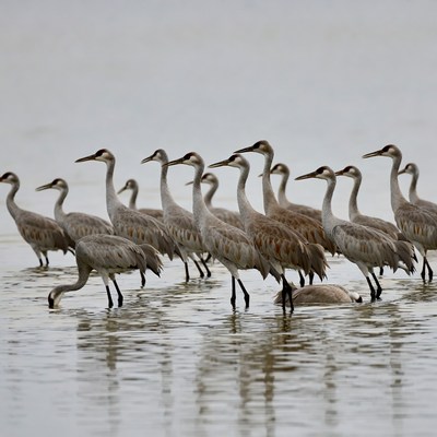 Flock of Sandhill Cranes in Water