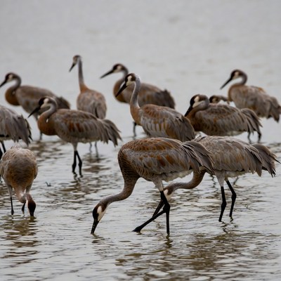 Sandhill Cranes Foraging in Shallow Water