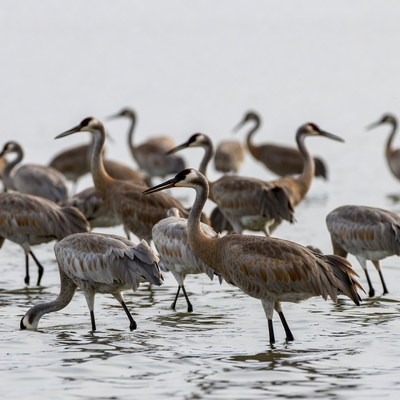 Flock of Sandhill Cranes in Water