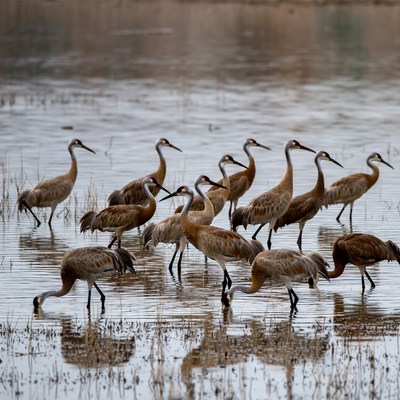 Flock of Sandhill Cranes in Water