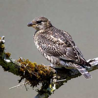 Starling chick perched on mossy branch