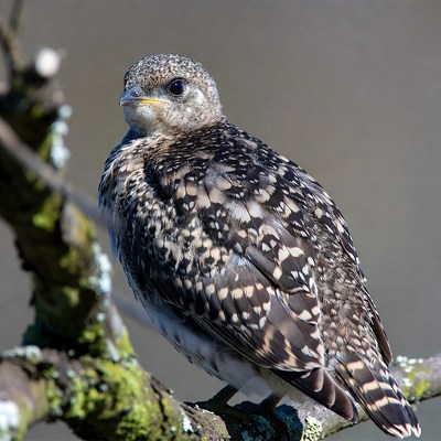 Spotted Chick Perched on Mossy Branch