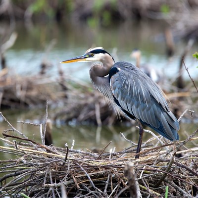 Great Blue Heron on Nest