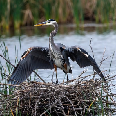 Great Blue Heron on Nest