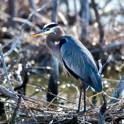 Great Blue Heron in Marsh