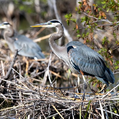 Great Blue Herons in Nest
