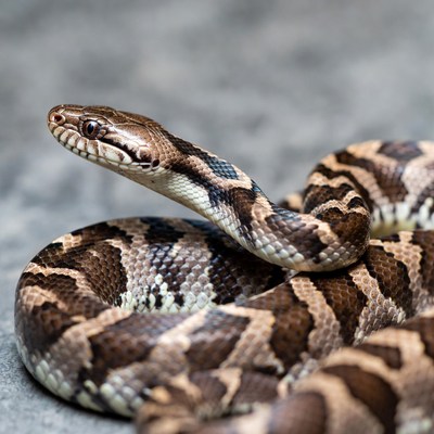 Corn Snake on Gray Rock