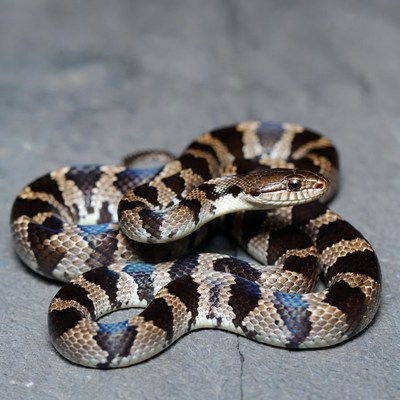 Coiled Milk Snake on Rock